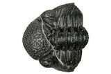 Really Nice, Enrolled Drotops Trilobite - About Around #171562-3